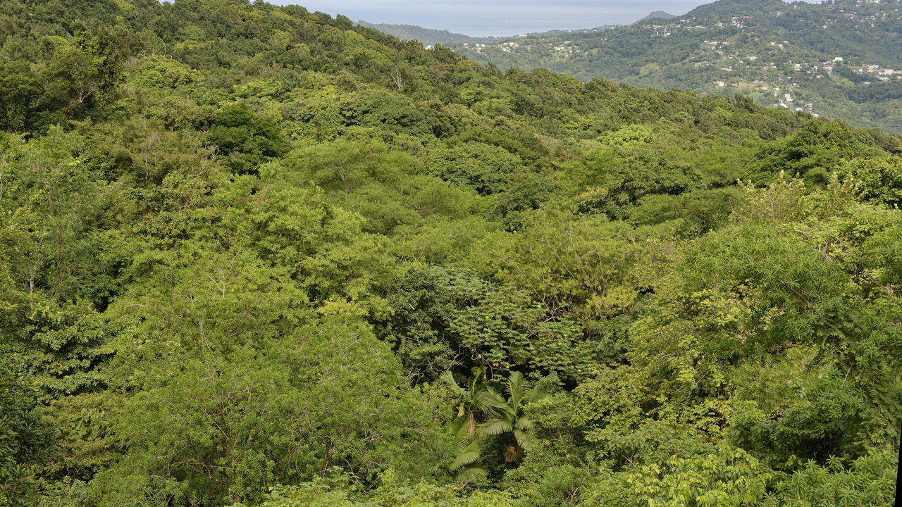 20190201-103437•Rain Forst Aerial Tram•Bisee•Castries•St Lucia